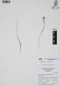 Nemastylis tenuis image